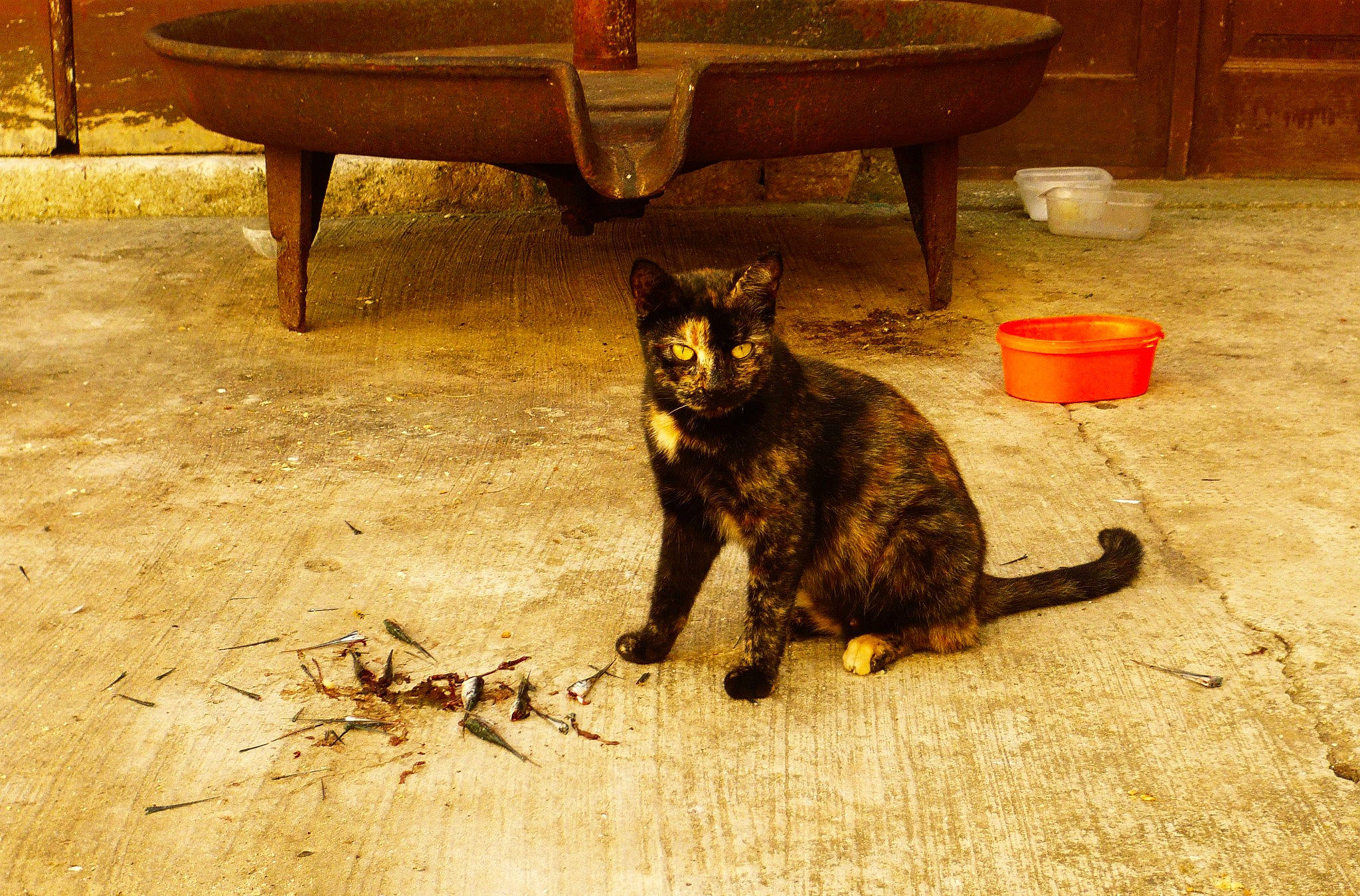 Unknown is registered to the contest to win money with this photo: black_cat, carnivore, cat, chair, couch, domestic_short_haired_cat, felidae, floor, flooring, flowerpot, fur, furniture, houseplant, small_to_medium_sized_cats, snout, table, tail, terrestrial_animal, whiskers, wood