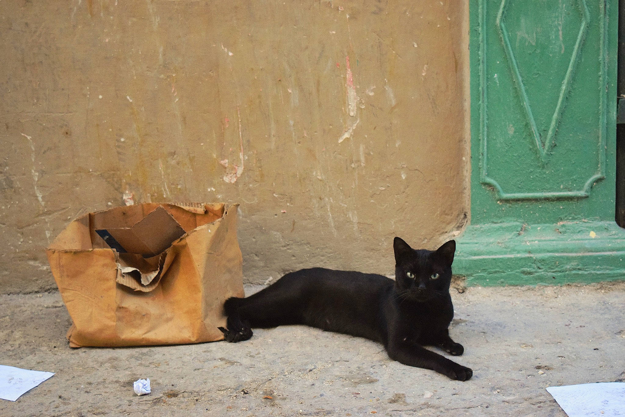 Havana Cat