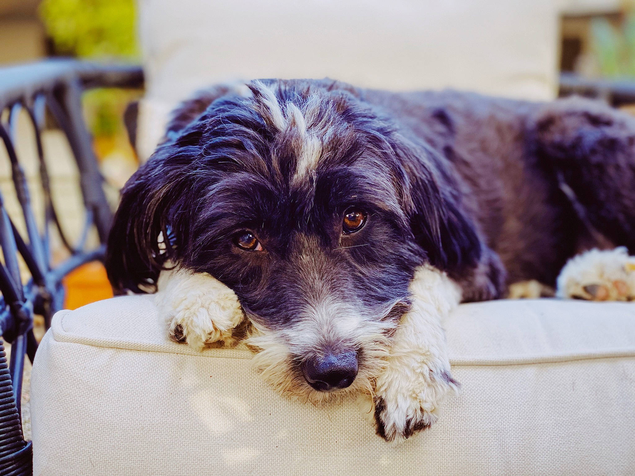 Luna joined the competition — help win amazing prizes! canidae, carnivore, cavapoo, cockapoo, companion_dog, dog, dog_breed, havanese, mammal, petit_basset_griffon_vendeen, puppy, rare_breed_dog, schapendoes, schnoodle, snout, sporting_group, vertebrate