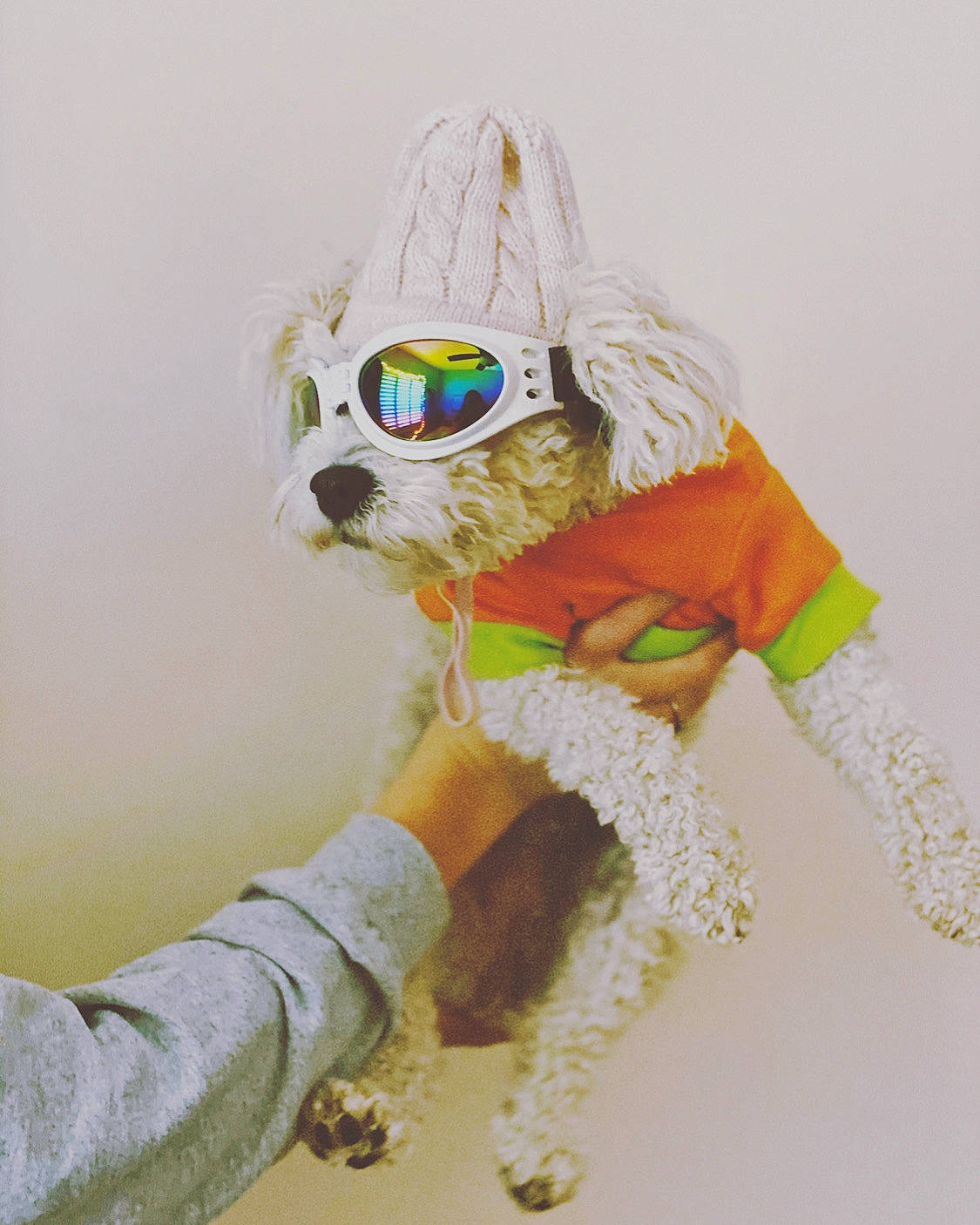 Lily is registered to the contest to win money with this photo: art, costume, drawing, eyewear, fur, glasses, illustration, mask, stuffed_toy, toy, vision_care, yellow
