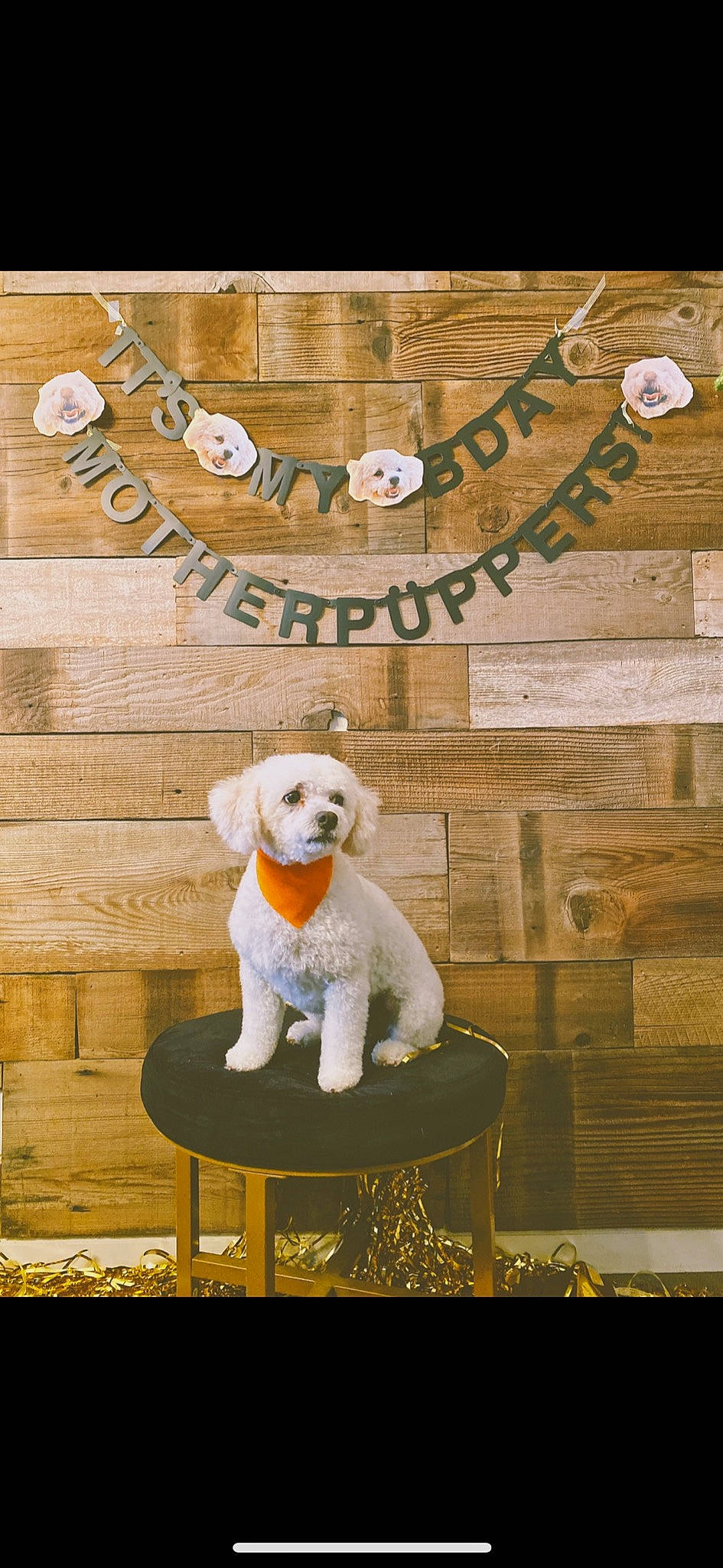 Lily is registered to the contest to win money with this photo: bichon_frise, canidae, carnivore, companion_dog, dog, dog_breed, font, goldendoodle, labradoodle, non_sporting_group, poodle, puppy, sealyham_terrier, sporting_group, table, toy_dog