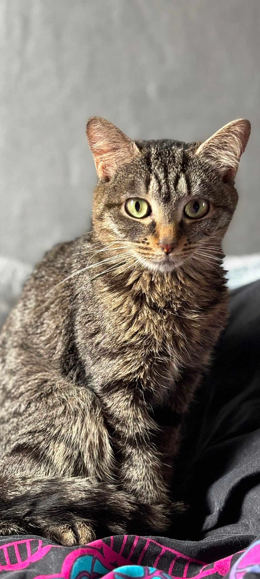 Chipie a rejoint le concours — aidez-le/la à gagner de superbes lots ! animal, blanket, cat, closeup, cute, domestic, ears, feline, fur, green_eyes, indoor, mammal, pattern, pet, portrait, relaxed, sitting, soft_light, tabby, whiskers