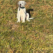 Auggie is registered to the contest to win money with this photo: puppy, dog, grass, outdoor, leash, white_dog, playful, sitting, sunny, collar, pet, animal, nature, young_dog, canine, cute, mischievous, daytime, yard, fun