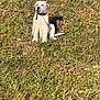 puppy, dog, grass, outdoor, leash, white_dog, playful, sitting, sunny, collar, pet, animal, nature, young_dog, canine, cute, mischievous, daytime, yard, fun