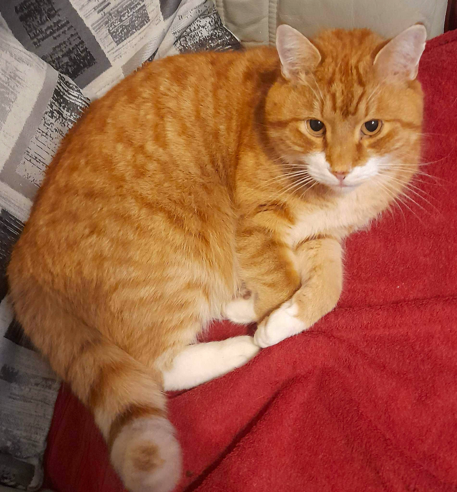 Tigger joined the competition — help win amazing prizes! carnivore, cat, claw, comfort, domestic_short_haired_cat, eye, fawn, felidae, flooring, foot, fur, head, mammal, newspaper, paw, small_to_medium_sized_cats, snout, tail, whiskers, wood