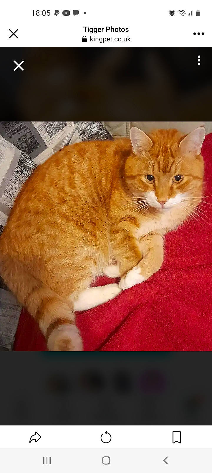 Tigger joined the competition — help win amazing prizes! carnivore, cat, cat_supply, claw, comfort, domestic_short_haired_cat, eye, fawn, felidae, foot, fur, paw, peach, photo_caption, sitting, small_to_medium_sized_cats, snout, tail, whiskers, wood