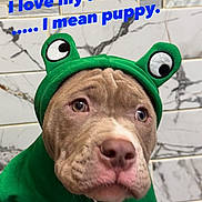 Melo joined the competition — help win amazing prizes! puppy, dog, costume, green_hoodie, frog_ears, marble_wall, cute, pet, animal, indoors, text_overlay, brown_dog, closeup, expression, face, eyes, snout, funny, clothing, adorable