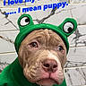puppy, dog, costume, green_hoodie, frog_ears, marble_wall, cute, pet, animal, indoors, text_overlay, brown_dog, closeup, expression, face, eyes, snout, funny, clothing, adorable
