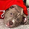 Melo joined the competition — help win amazing prizes! dog, puppy, hoodie, red_clothing, tile_floor, brown_dog, floppy_ears, cute, pet, indoor, closeup, face, animal, cozy, lying_down, expression, young_dog, domestic_animal, fur, snout