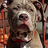 dog, pitbull, close_up, outdoor, sunlight, red_collar, fence, brick_wall, pet, animal, portrait, brown_fur, white_chest, ears, face, expression, looking_away, daylight, canine, companion