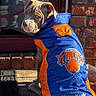 Melo is registered to the contest to win money with this photo: puppy, dog, pet, jacket, clothing, new_york_knicks, sports, basketball, outdoor, porch, brick_wall, sunlight, looking_back, young_dog, cute, animal, canine, fur, ears, tail