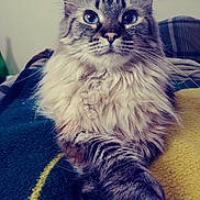 Sasha joined the competition — help win amazing prizes! animal, blanket, blue_eyes, cat, closeup, cozy, curious, cute, feline, fluffy, fur, household, indoor, paw, pet, portrait, relaxed, resting, tabby, whiskers