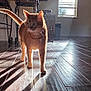 animal, backlit, cat, chair, daylight, domestic_cat, floor, furniture, hat, home, indoor, living_room, orange_tabby, pet, quiet, shadow, sunbeam, sunlight, tile_floor, window