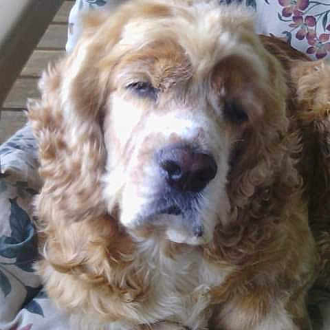 Buddy