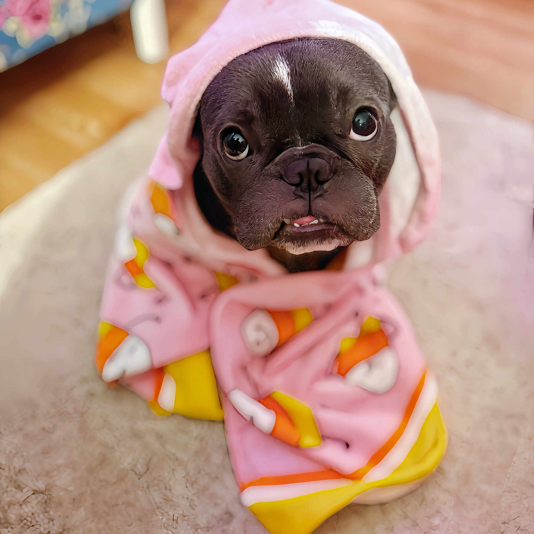 Zoey joined the competition — help win amazing prizes! animal, big_eyes, black_dog, blanket, canine, carpet, close_up, cozy, cute, dog, floor, fur, indoors, looking_up, pet, pink_blanket, portrait, snout, wrapped, yellow_blanket