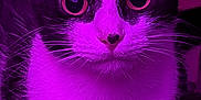 Bethesda joined the competition — help win amazing prizes! cat, tuxedo_cat, close_up, purple_light, whiskers, wide_eyes, pet, feline, indoor, curious, animal, portrait, fur, black_and_white, cute, looking, face, ears, nose, muzzle
