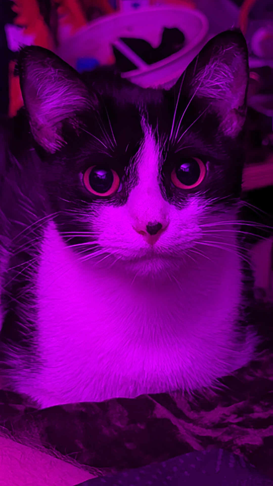 Bethesda joined the competition — help win amazing prizes! cat, tuxedo_cat, close_up, purple_light, whiskers, wide_eyes, pet, feline, indoor, curious, animal, portrait, fur, black_and_white, cute, looking, face, ears, nose, muzzle