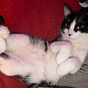 Bethesda is registered to the contest to win money with this photo: cat, black_and_white, pet, feline, lying_down, paws, fur, close_up, indoor, resting, cozy, cushion, relaxed, cute, animal, whiskers, ears, nose, soft, sleepy
