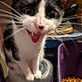 Bethesda is registered to the contest to win money with this photo: cat, black_and_white, close_up, mouth_open, whiskers, container, dry_food, indoor, pet, animal, curious, feline, blur, playful, wide_eyes, sitting, fur, close, tongue, food