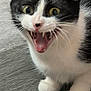 Bethesda is registered to the contest to win money with this photo: cat, black_and_white, animal, pet, feline, sharp_teeth, wide_eyes, whiskers, fur, paw, floor, indoor, close_up, alert, curious, mouth_open, cute, young_cat, domestic_cat, expression