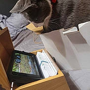 Nooni joined the competition — help win amazing prizes! cat, gray_cat, white_cat, red_collar, wooden_box, tablet, nature_scene, bed, blanket, paper, curious, indoor, pet, animal, feline, close_up, resting, soft_lighting, technology, home