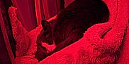 Nooni is registered to the contest to win money with this photo: animal, blanket, cat, close_up, comfort, cozy, curled_up, feline, fur, home, indoor, peaceful, pet, quiet, red_light, relaxation, resting, sleeping, soft_texture, warm