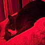 animal, blanket, cat, close_up, comfort, cozy, curled_up, feline, fur, home, indoor, peaceful, pet, quiet, red_light, relaxation, resting, sleeping, soft_texture, warm