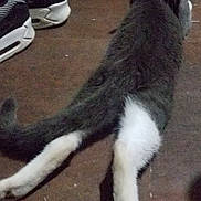 Nooni is registered to the contest to win money with this photo: cat, grey_cat, white_cat, pet, animal, floor, shoes, sneakers, cables, lying_down, looking_back, indoor, paw, tail, fur, cute, relaxed, domestic_animal, mammal, household