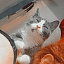 cat, gray_cat, white_cat, pet, animal, person, red_hair, shoulder, bathroom, shower, shower_head, relaxed, cozy, indoor, closeup, feline, cute, resting, domestic_animal, companion