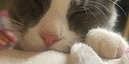 Nooni joined the competition — help win amazing prizes! cat, sleeping, close_up, gray, white, paw, blanket, cozy, fur, whiskers, indoors, pet, cute, resting, animal, soft, napping, domestic_cat, face, relaxation