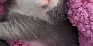 Nooni is registered to the contest to win money with this photo: kitten, sleeping, pink_blanket, cozy, furry, cute, pet, animal, sleep, soft, warm, gray, white, whiskers, nap, closeup, texture, resting, adorable, fluffy