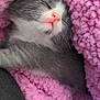 kitten, sleeping, pink_blanket, cozy, furry, cute, pet, animal, sleep, soft, warm, gray, white, whiskers, nap, closeup, texture, resting, adorable, fluffy