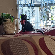 Diablo Binx joined the competition — help win amazing prizes! black_cat, cat, leaf, couch, indoor, window, plants, hanging_plants, decorations, red_couch, sunlight, shadow, furniture, houseplant, pet, animal, cozy, living_room, nature_indoor, leaf_in_mouth