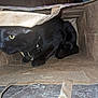 Diablo Binx joined the competition — help win amazing prizes! cat, black_cat, paper_bag, yellow_eyes, pet, animal, indoor, curious, cozy, fur, collar, whiskers, closeup, hiding, brown, box, domestic_cat, cute, feline, playful