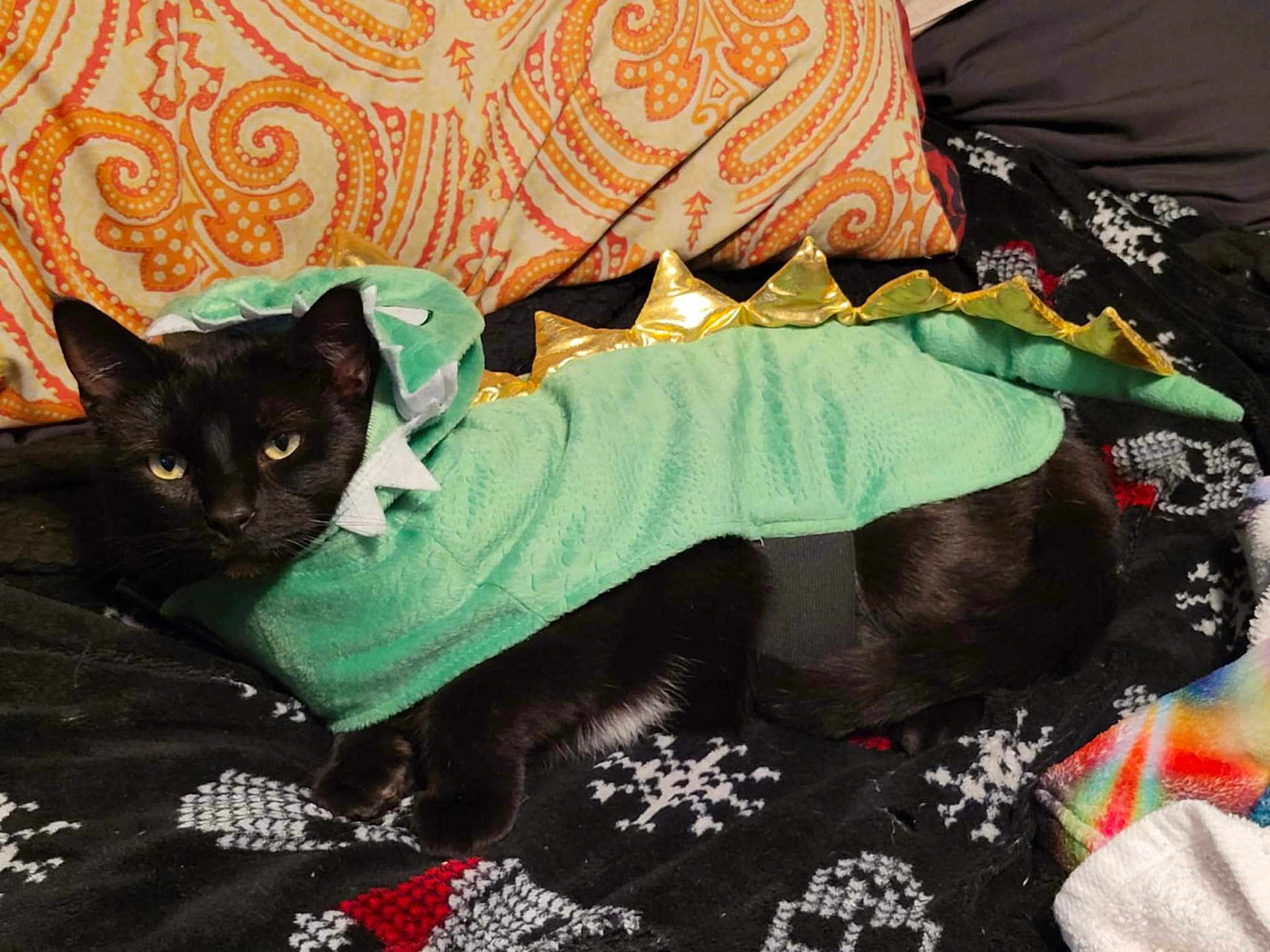 Diablo Binx