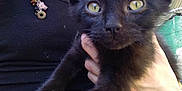 Diablo Binx is registered to the contest to win money with this photo: kitten, black_cat, pet, animal, close_up, yellow_eyes, hand, person, clothing, necklace, outdoor, fur, cute, young, portrait, holding, curious, feline, casual, human