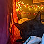 Diablo Binx is registered to the contest to win money with this photo: cat, black_cat, sleeping, blanket, curtain, fairy_lights, indoor, cozy, soft_lighting, bedroom, resting, pet, feline, warm_colors, closeup, nighttime, decor, relaxation, animal, comfort
