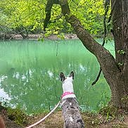 Nola is registered to the contest to win money with this photo: dog, leash, river, water, tree, greenery, nature, outdoor, animal, canine, collar, reflection, forest, grass, earth, leaves, trunk, branch, quiet, scenery