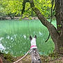 dog, leash, river, water, tree, greenery, nature, outdoor, animal, canine, collar, reflection, forest, grass, earth, leaves, trunk, branch, quiet, scenery