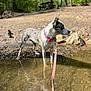 Nola joined the competition — help win amazing prizes! dog, water, leash, collar, reflection, outdoor, nature, trees, forest, sunlight, rocks, animal, pet, canine, curious, standing, shallow_water, daytime, adventure, pink
