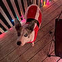 Nola is registered to the contest to win money with this photo: dog, pet, santa_outfit, christmas_lights, wooden_deck, holiday, festive, animal, cute, looking_up, outdoor, night, decorations, ears, canine, fur, collar, black_nose, eyes, tail
