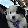 Milo is registered to the contest to win money with this photo: puppy, dog, closeup, puppy_face, purple_harness, fur, white_fur, black_fur, brown_patch, nose, whiskers, blue_eye, dark_eye, portrait, bus_interior, window, seat, travel, adorable, young_dog