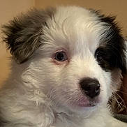 Milo joined the competition — help win amazing prizes! puppy, dog, close_up, fluffy, white_fur, black_spot, button_nose, round_eyes, whiskers, portrait, pet, young_dog, canine, indoors, soft_texture, cute, curious, head_shot, fur_pattern, adorable