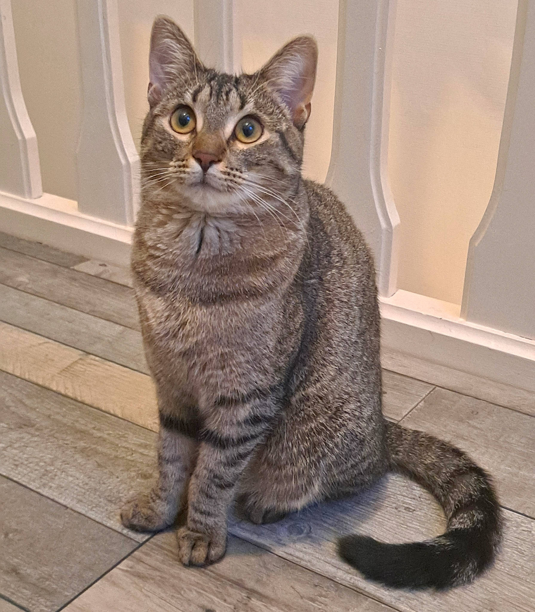 Nenette a rejoint le concours — aidez-le/la à gagner de superbes lots ! carnivore, cat, domestic_short_haired_cat, door, felidae, flooring, fur, grey, sitting, small_to_medium_sized_cats, snout, tail, terrestrial_animal, whiskers, window, wood