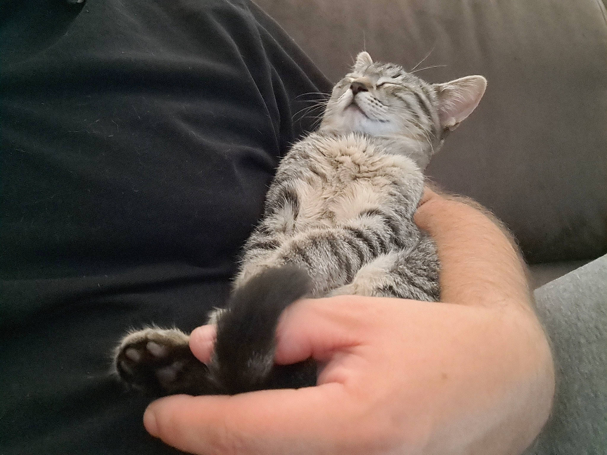 Nenette participe au concours pour gagner de l'argent avec cette photo : carnivore, cat, claw, comfort, domestic_short_haired_cat, felidae, finger, foot, fur, gesture, hand, human_leg, nail, paw, small_to_medium_sized_cats, snout, terrestrial_animal, thumb, toe, whiskers