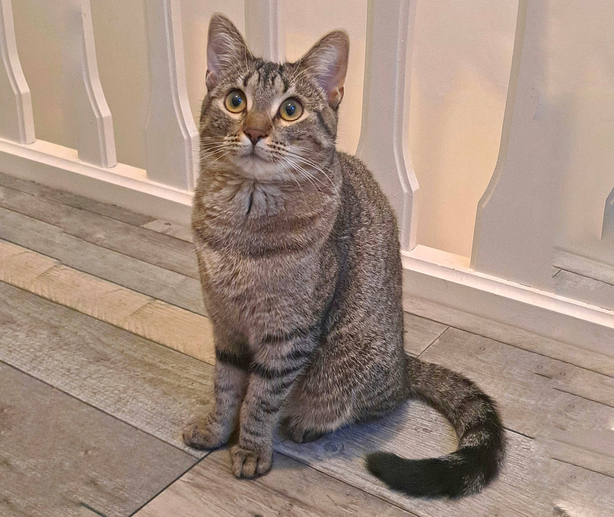 Nenette participe au concours pour gagner de l'argent avec cette photo : carnivore, cat, claw, domestic_short_haired_cat, eye, felidae, flooring, fur, grey, lynx, paw, sitting, small_to_medium_sized_cats, snout, tail, terrestrial_animal, whiskers, wildlife, window, wood