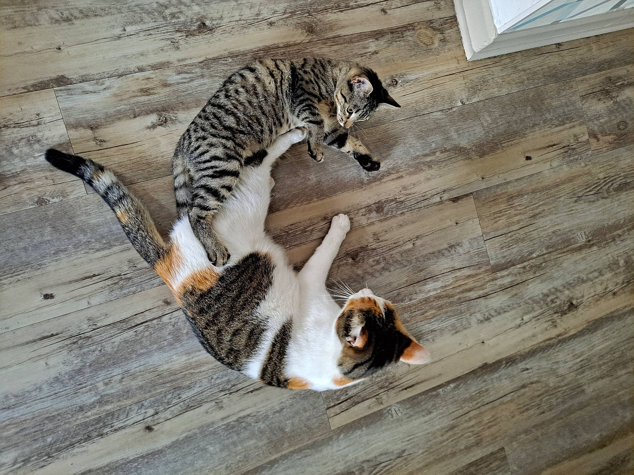 Nenette participe au concours pour gagner de l'argent avec cette photo : carnivore, cat, claw, domestic_short_haired_cat, felidae, flooring, fur, hardwood, paw, small_to_medium_sized_cats, snout, tail, terrestrial_animal, whiskers, wildlife, wood