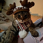 Luna is registered to the contest to win money with this photo: antlers, arm, blanket, cat, couch, cozy, cute, domestic_animal, fur, holding, holiday, indoor, knit_hat, living_room, person, pet, pom_pom, scarf, tabby, warm_lighting