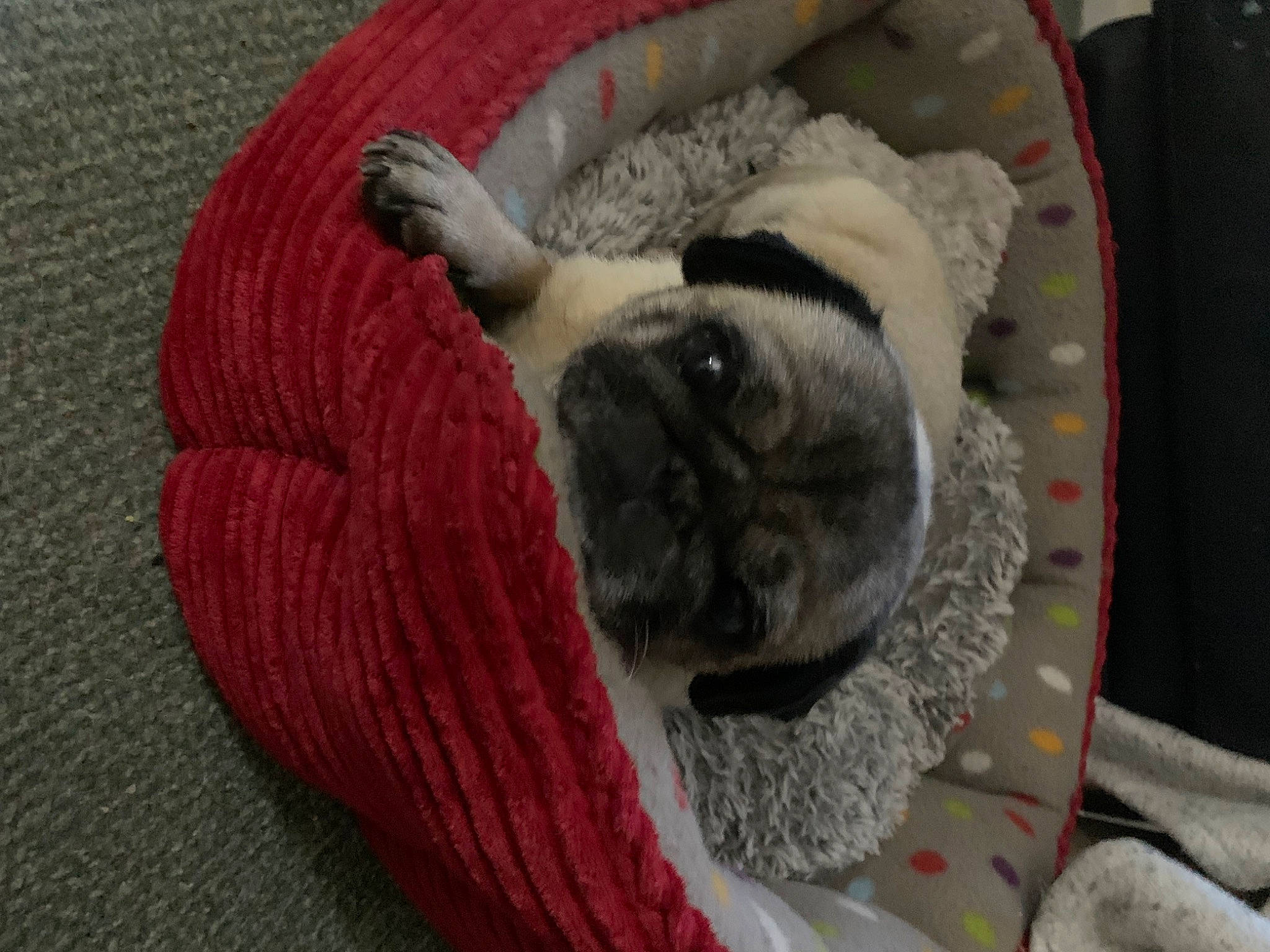 Kali joined the competition — help win amazing prizes! carnivore, collar, comfort, companion_dog, creative_arts, dog, dog_breed, fawn, fur, grey, linens, pattern, pet_supply, pug, snout, toy_dog, wool, woolen, working_animal, wrinkle