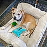 puppy, dog, dog_bed, shopping_cart, toy, plush_toy, pet, animal, indoor, cute, young_dog, fur, collar, resting, comfort, curious, brown_and_white, pet_bed, metal, floor